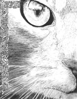 Cat Eye