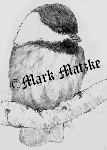 Chickadee 1