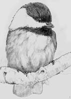 Chickadee 1
