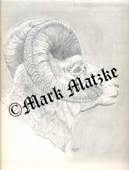 Bighorn