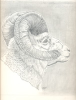 Bighorn