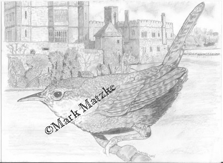 Wren