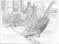 Wren