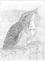 Robin