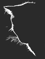Cat Silhouette