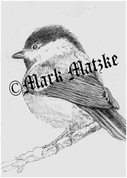 Chickadee 3