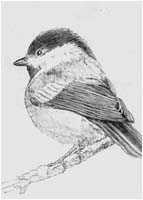 Chickadee 3