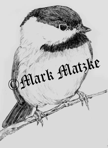 Chickadee 2