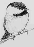 Chickadee 2