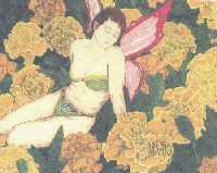 fairy marigold