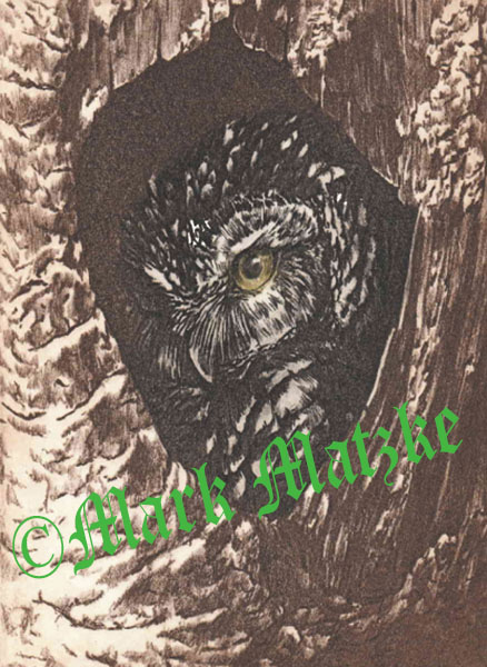 Hoot Owl