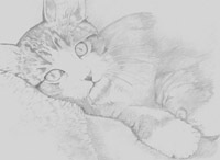 Kitten