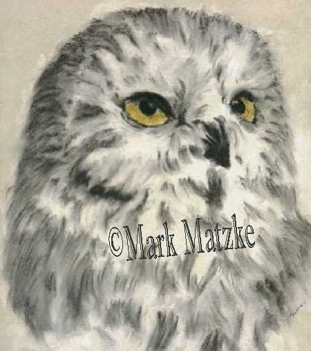 Snow Owl