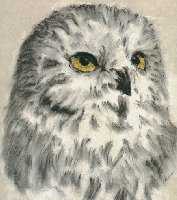 Snow Owl